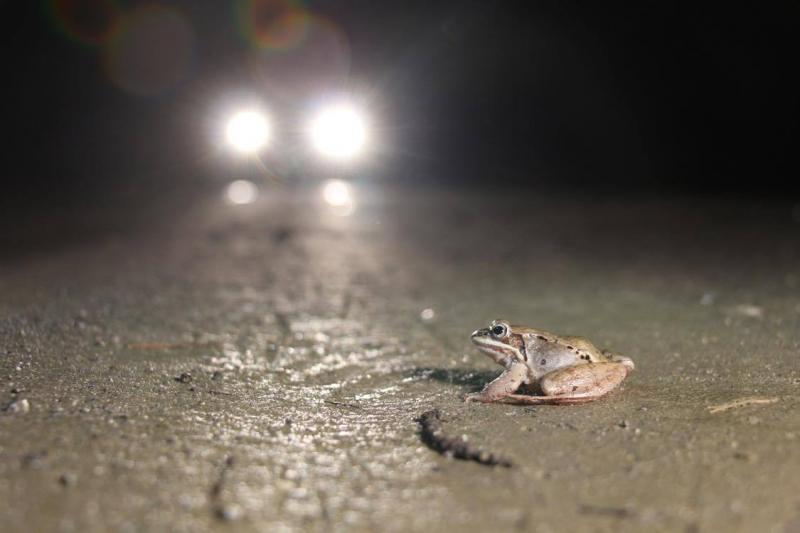 The Big Night Amphibian Migration Monitoring in Maine PenBay Pilot